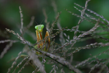 Praying Mantis in Natural Life's