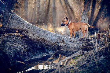A miniature bull terrier stands on a downed tree across a stream in the sunshine. English Bull Terrier.