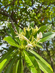 Cerbera manghas flower in nature garden