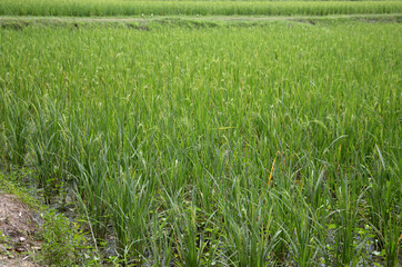 rice fields, green rice in thailand