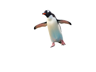 Penguin Standing on Rainbow in the Sky
