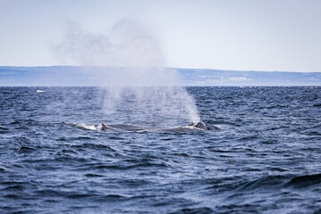 whale in the sea