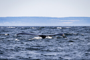 Fototapeta premium humpback tail