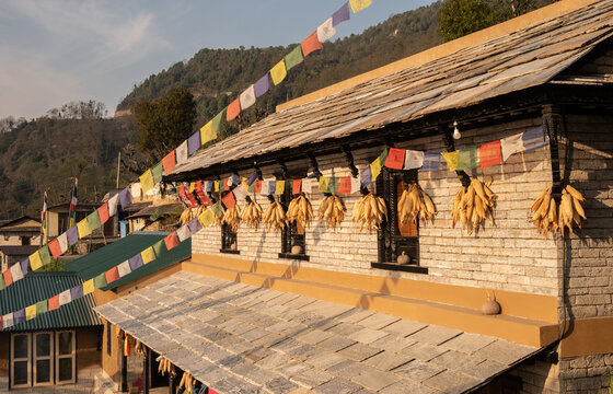 Rows of corn cobs hanging outside the local house in Ghandruk village of Nepal. Corn are used as food for humans and livestock and as a source of biofuel .