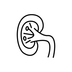 Kidney outline icons, minimalist vector illustration ,simple transparent graphic element .Isolated on white background