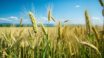 Obraz premium Golden Wheat Field Under Clear Blue Sky