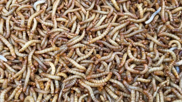 worm or insect in nature.