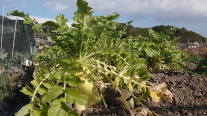 1月の家庭サインの大根