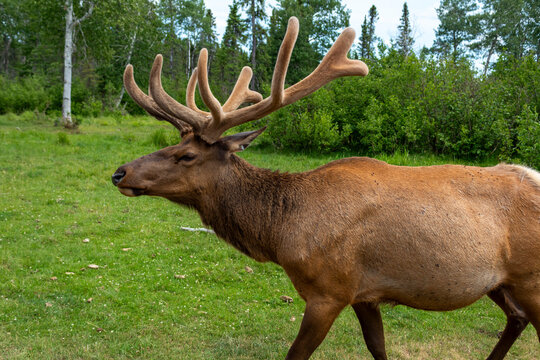 wapiti deer stag in the woods