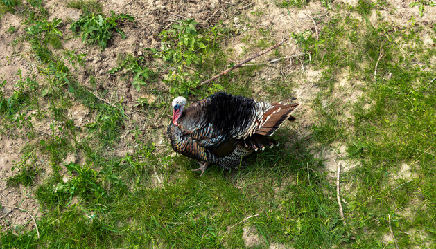 turkey in the grass
