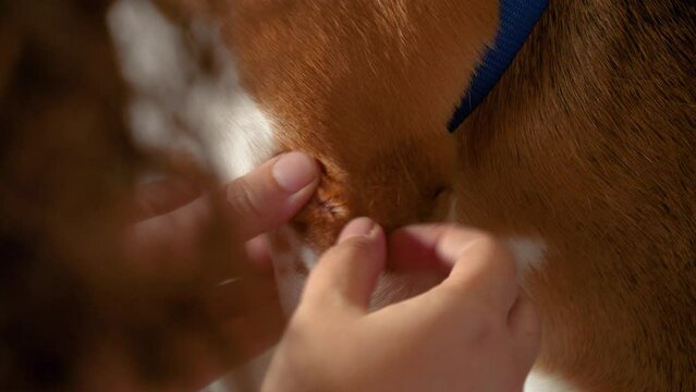 Veterinarian Inspecting a Wound on a Dog's Leg
