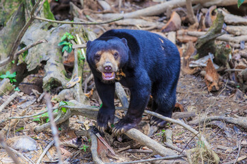 Malayan Sun Bear is the smallest bear in the world.