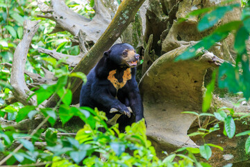 Malayan Sun Bear is the smallest bear in the world.