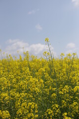 rape blossoms