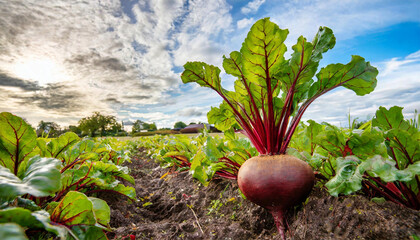 Close-up of a beetroot in a vegetable garden. - obrazy, fototapety, plakaty
