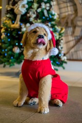 Cachorro golden retriever roupa de natal