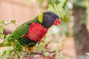 red and green parrot