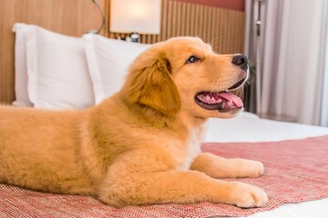 Cachorro em cima da cama de um hotel