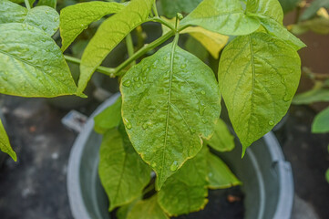 Chili leaves experience chlorosis and turn yellow with raindrops on them