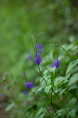 close up of Stachytarpheta jamaicensis flower in the garden