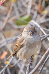 Sparrow sits on a branch without leaves.