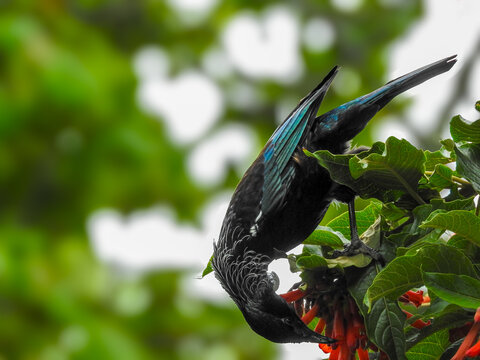 Tūī on Tiritiri Matangi Island