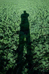 Shadow of silhouette of person standing on green grassShadow of silhouette of person standing on green grass