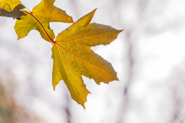 Maple branches with yellow leaves in autumn, in the light of sunset.