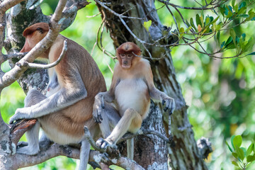 The proboscis monkey (Nasalis larvatus) or long-nosed monkey is a reddish-brown arboreal Old World monkey with an unusually large nose. It is endemic to the southeast Asian island of Borneo.