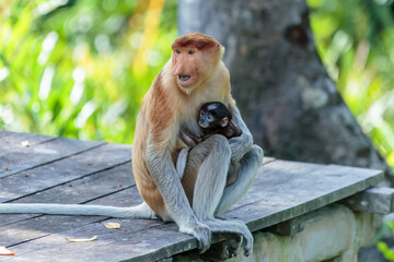 The proboscis monkey (Nasalis larvatus) or long-nosed monkey is a reddish-brown arboreal Old World monkey with an unusually large nose. It is endemic to the southeast Asian island of Borneo.