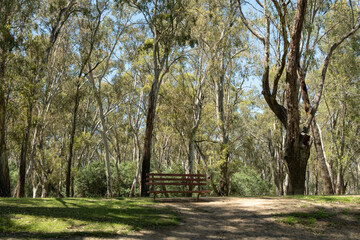 A Lone Wooden seat Under the gum Trees in a Lush Australian Parkland. Secluded Park Bench in a Tranquil Eucalyptus Grove.Concept of a place of rest and reflection, close to nature and country getaway.