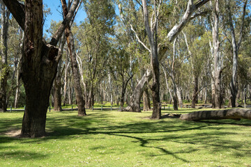 Australian nature landscape with well-maintained public grass lawn and large gum trees Eucalypt Background texture of an outdoor unpowered camping ground, timber bollards on roadside. Copy space.