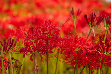 幸手権現堂堤の曼珠沙華