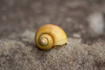 a snail shell that no longer has any inhabitants