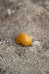 close up of golden shells