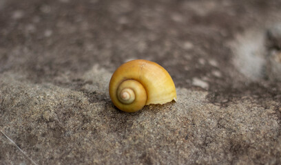 close up and detail of golden shells