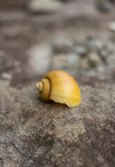 close up of a golden seashell on a cool rock