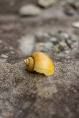 close up of a golden seashell on a cool rock