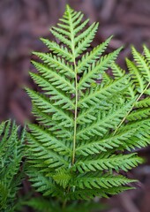 close up of lady fern plant