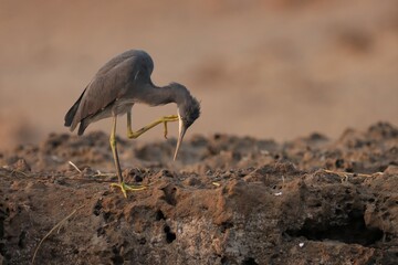 Egret standing on the rock. Animal background.