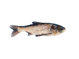 The bighead carp (Hypophthalmichthys nobilis) is a species of cyprinid freshwater fish native to East Asia. It is one of the most intensively exploited fishes in fish farming. 