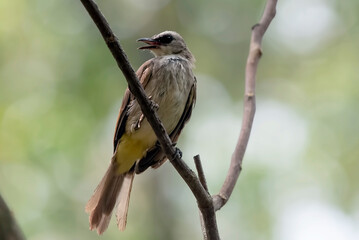 Yellow vented bulbul on a tree branch