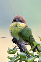 The chestnut-headed bee-eater perched on a tree