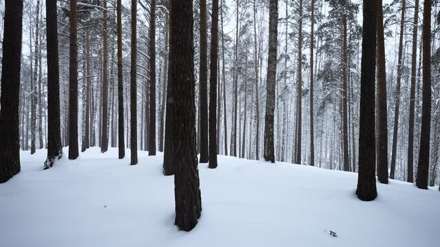 Beautiful scenery with snowy white forest In winter frosty day. Media. Amazing pine scenic view of park woods.