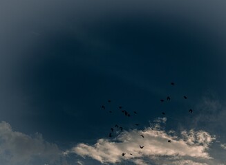 A flock of birds in an ominous sky image for background use