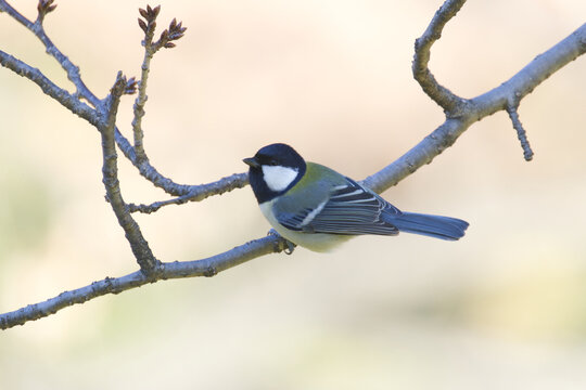 木の枝にとまるシジュウカラ