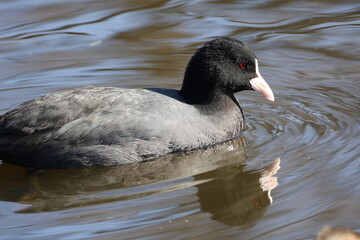 池を泳ぐ黒い水鳥のオオバン
