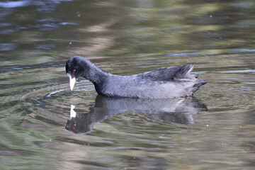 池を泳ぐ黒い水鳥のオオバン