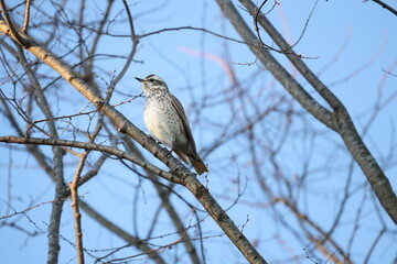 Fototapeta premium 晴れた日に木の枝にとまるツグミ