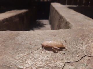 An upside down albino cockroach is hunted by a herd of ants